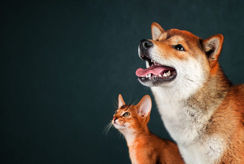 dog and cat